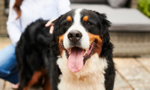 Osteoartritida u psů: Průvodce výživou, prevencí a péčí